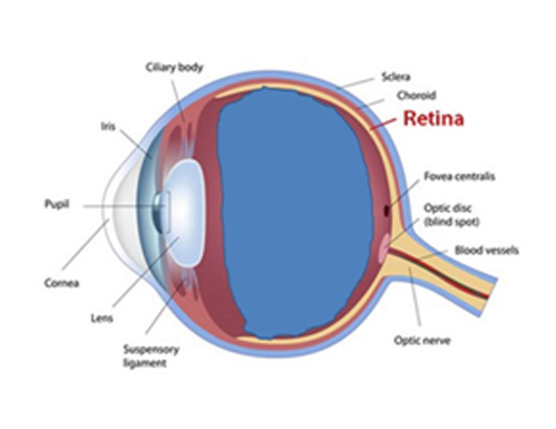 DD Eye